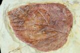 Two Fossil Leaves (Davidia, Beringiaphyllum) - Montana #105150-3
